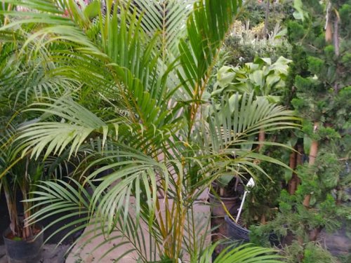 Palmeira Areca Grande - 1,50M total